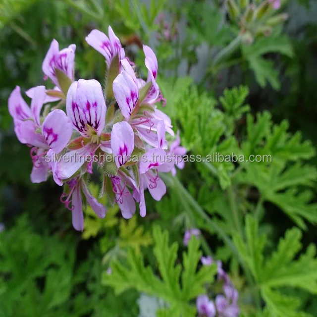 hot sale java citronella oil