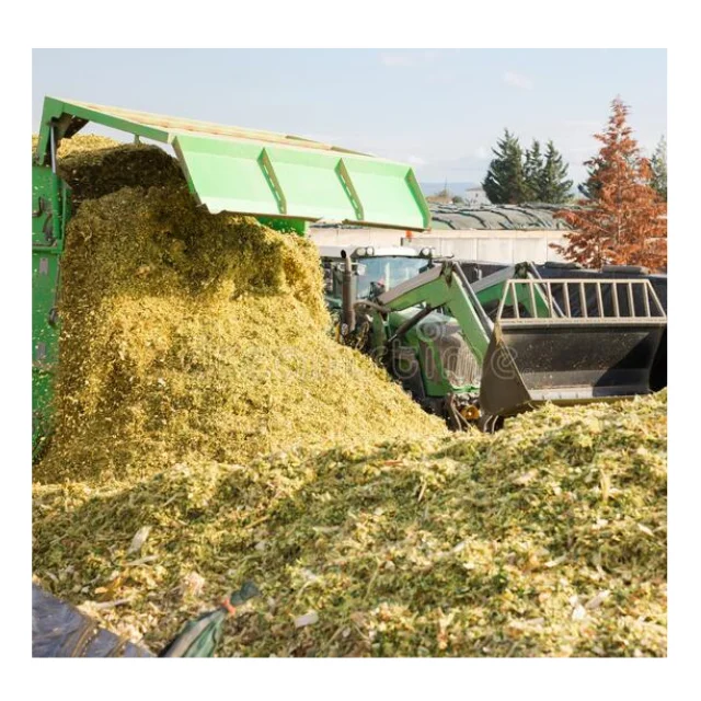 Export quality corn silage for farm animals providing essential nutrients available in bulk