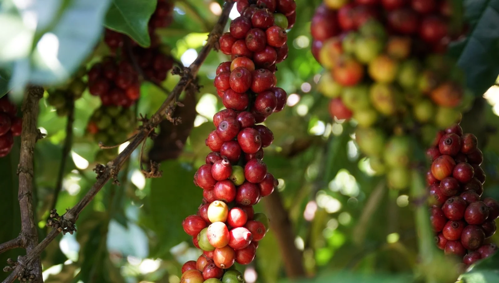  Высококачественный новый урожай 2021 Arabica Cau Dat Wet S18 кофе Вьетнам кофейные
