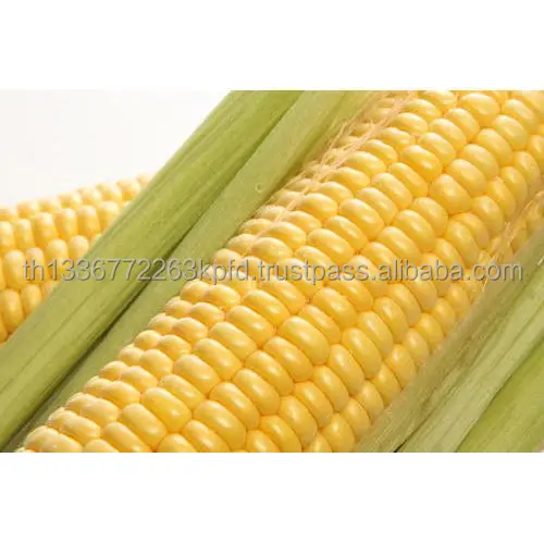 yellow-sweet-corn-500x500.jpg
