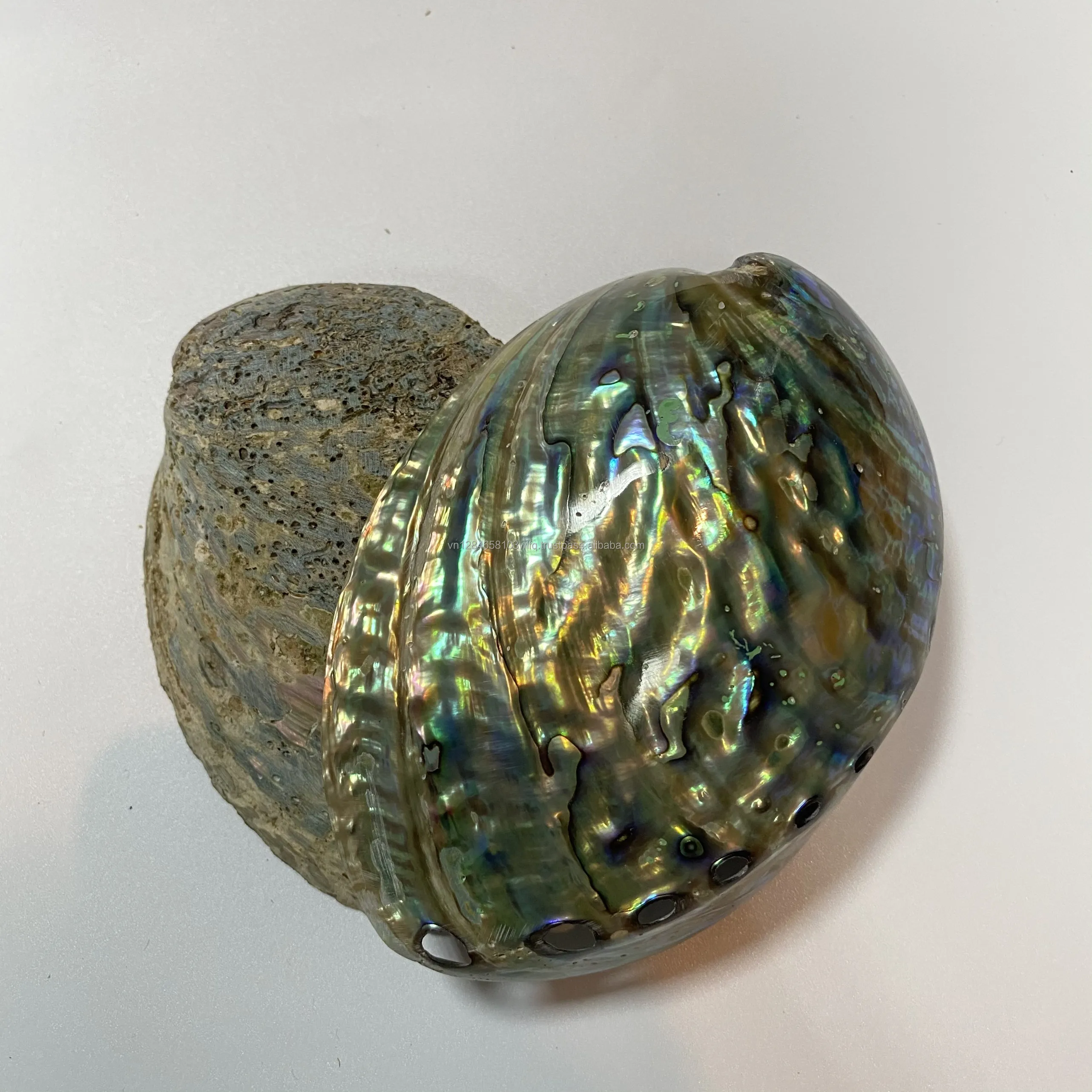 Raw Abalone Shell Art Polished Shell Vietnam Handmade Raw Abalone Decorative Shell Astray - OEM, ODM HJ ASH 001 130mm*50mm