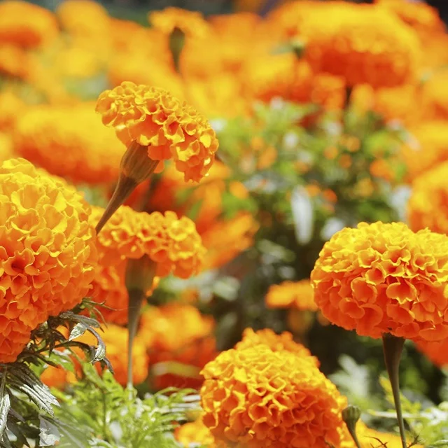  Экстракт календулы