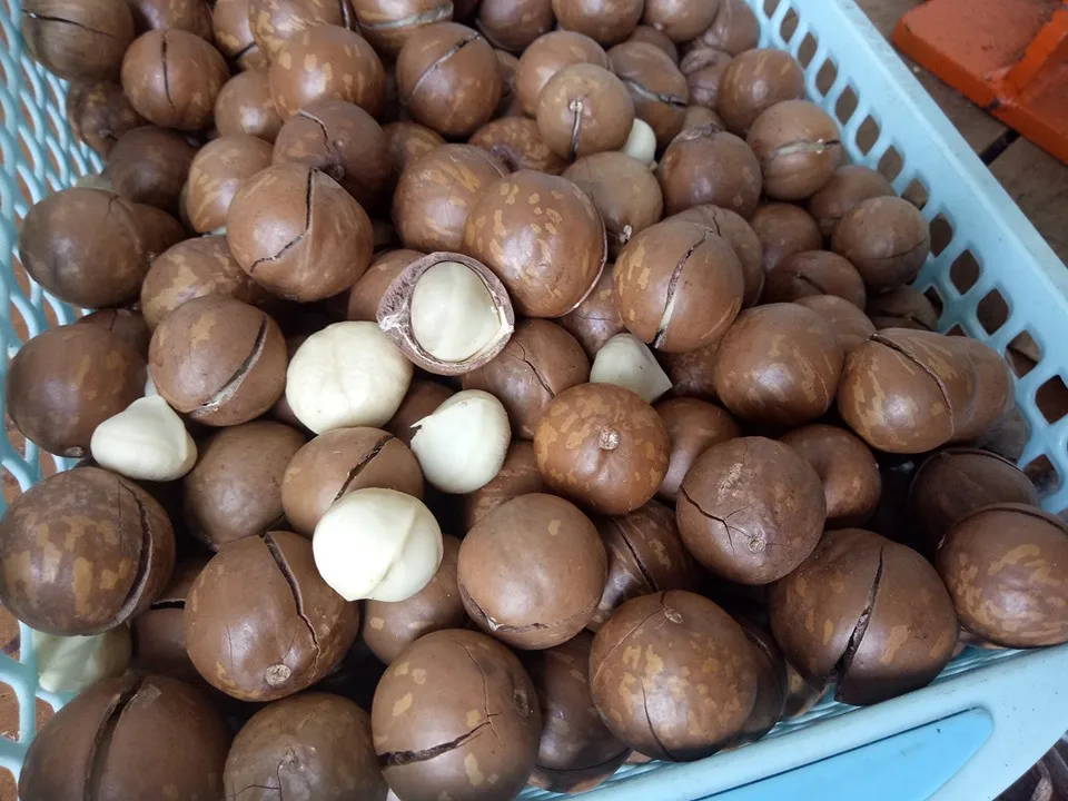 TOP EXPORT 2024 MACADAMIA NUT BEST PRICE PREMIUM QUALITY