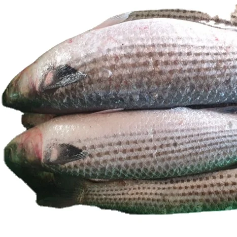 FROZEN GREY MULLET ( MUGIL CEPHALUS ) SEA FISH EXPORTERS SUPPLIERS TRADERS OF INDIA WITH BULK ORDER QUANTITY