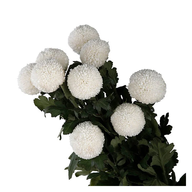 Vietnam Good Price for Chrysanthemum Constellation Pingpong Variety Mesmerizing Display Form Flower