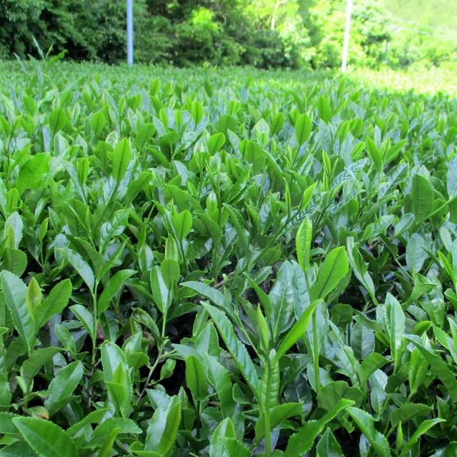 Japanese Ise green tea saemidori variety tea top grade sencha 25g