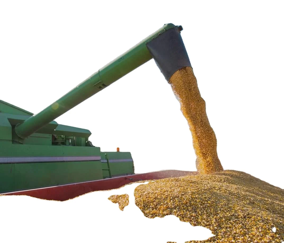 New Crop Yellow Corn Maize for human and animal feed grade consumption Yellow Corn For Poultry Feed