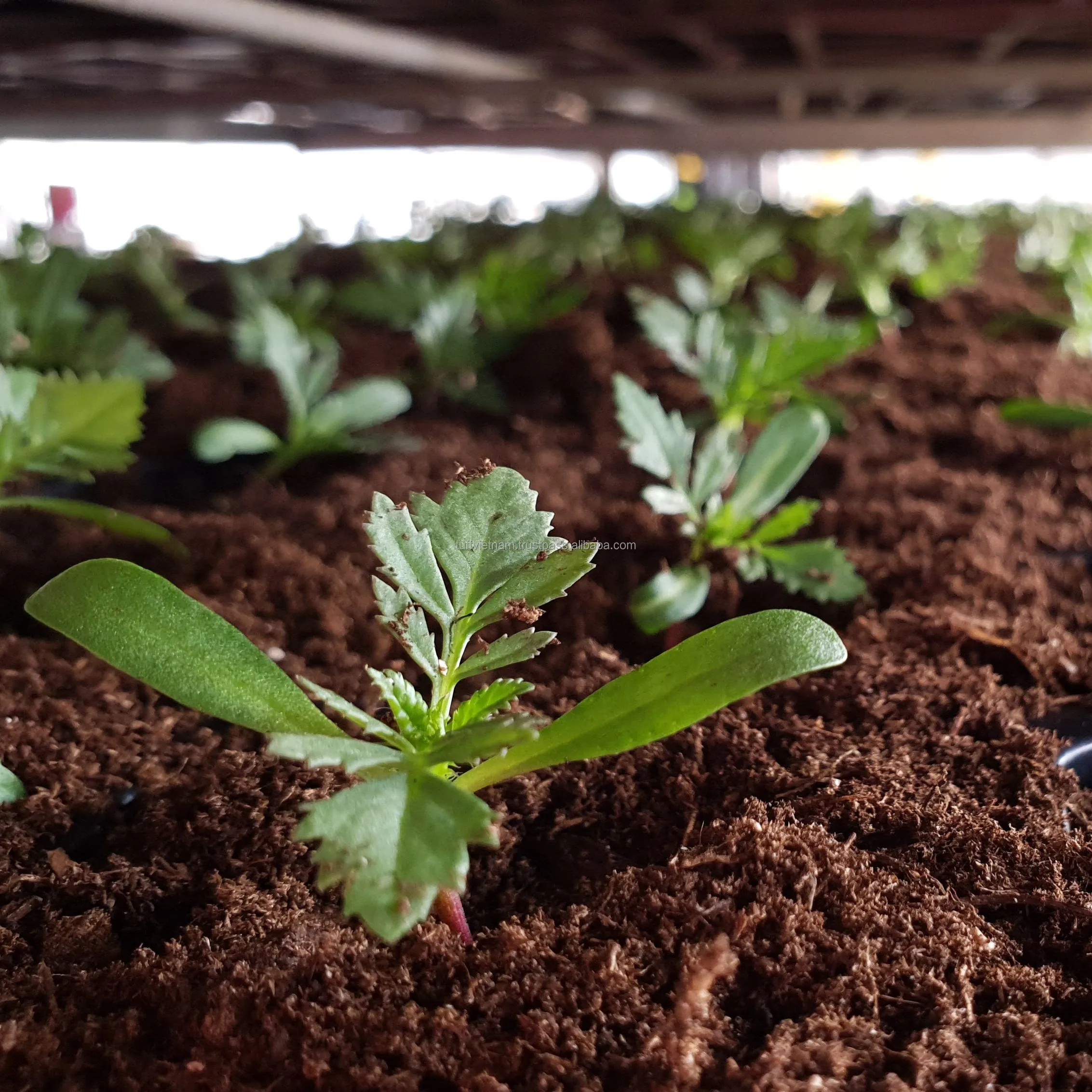 Высококачественная продукция из Вьетнама торф кокосового цвета 5 кг прессованные блоки 100% натуральный цены