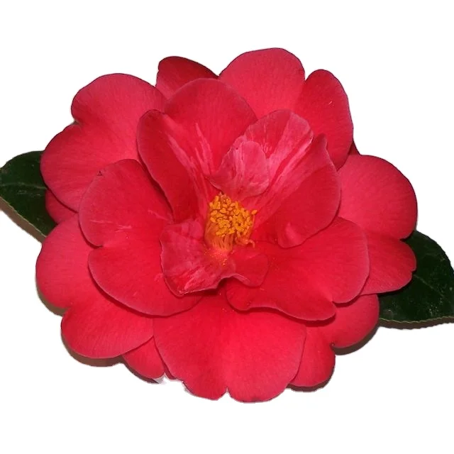 High Quality Best Cosmetic Skin Camellia Essential Oil