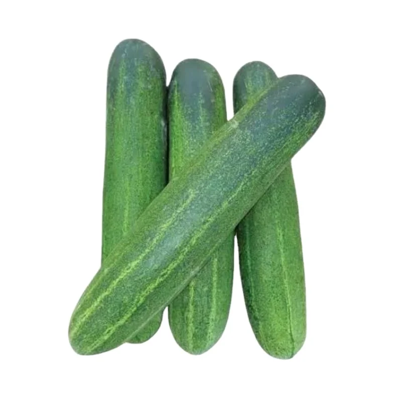 Fresh Farm Cucumber: Crisp, Juicy, and Perfect for Global Markets From Indonesia