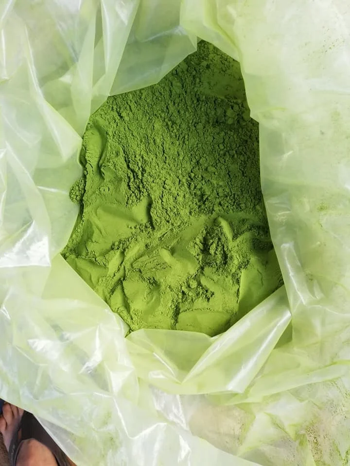 Pure Centella Asiatica Powder Gotu Kola Powder Mandukaparni Pennywort Leaves With High Quality 0084947900124
