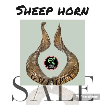 Finished and Raw Ram Horn Stocks from Indian Manufacturer Natural Crafts for Home Decoration Reasonably Priced Wholesaler