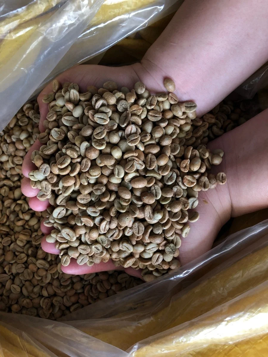  Высокое качество новый сезон 2021 Arabica Mang Lin Wet S16 + вьетнамская ферма кофейных зерен