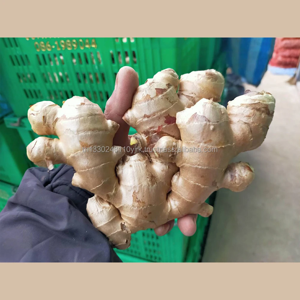 Best Export Quality Thailand Fresh Matured Gingers