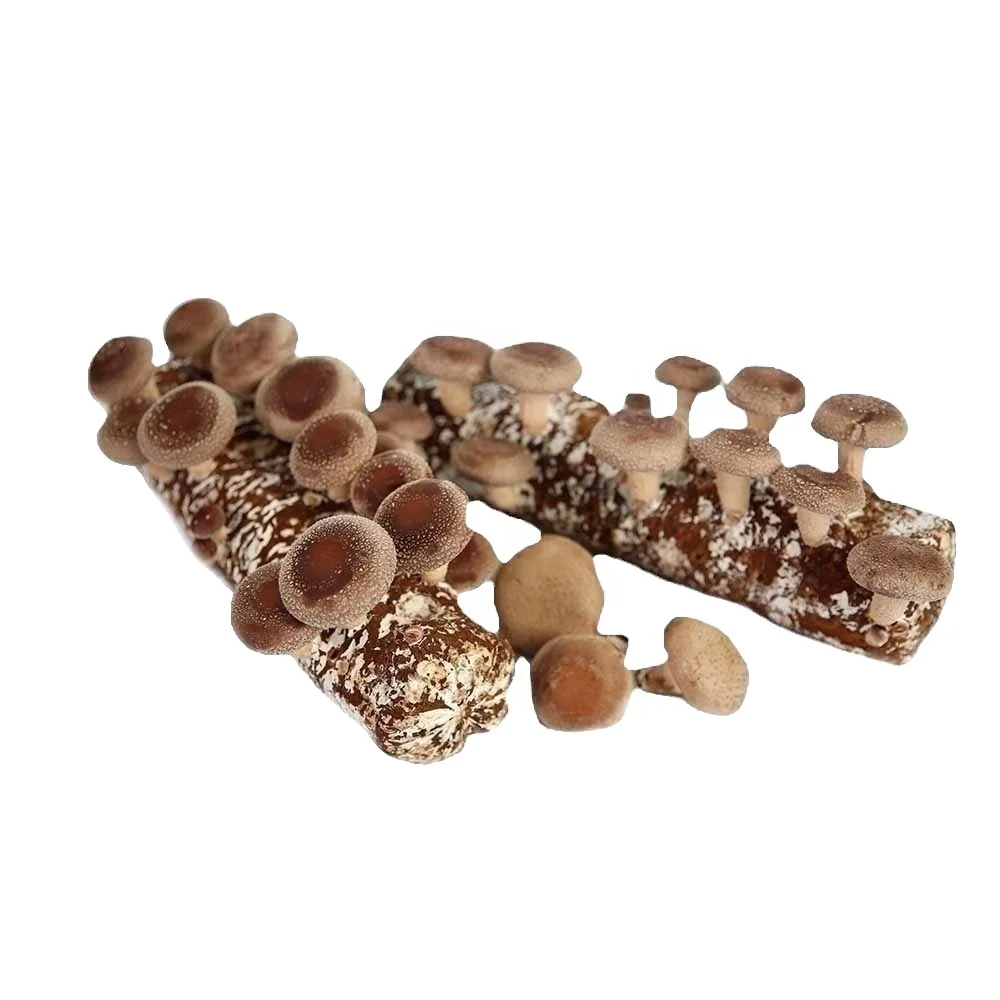 GAP Certificated easy cultivated organic Shiitake /champignon mushroom substrate/block