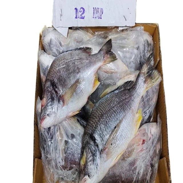 TOP QUALITY FROZEN BLACK SEABREAM WHOLE FROM INDIA