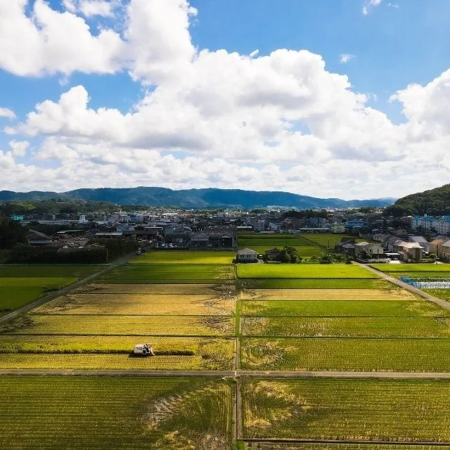 Фирменный рис «Sansho rice» новый «нацухоока» от Satsumasendai префекция