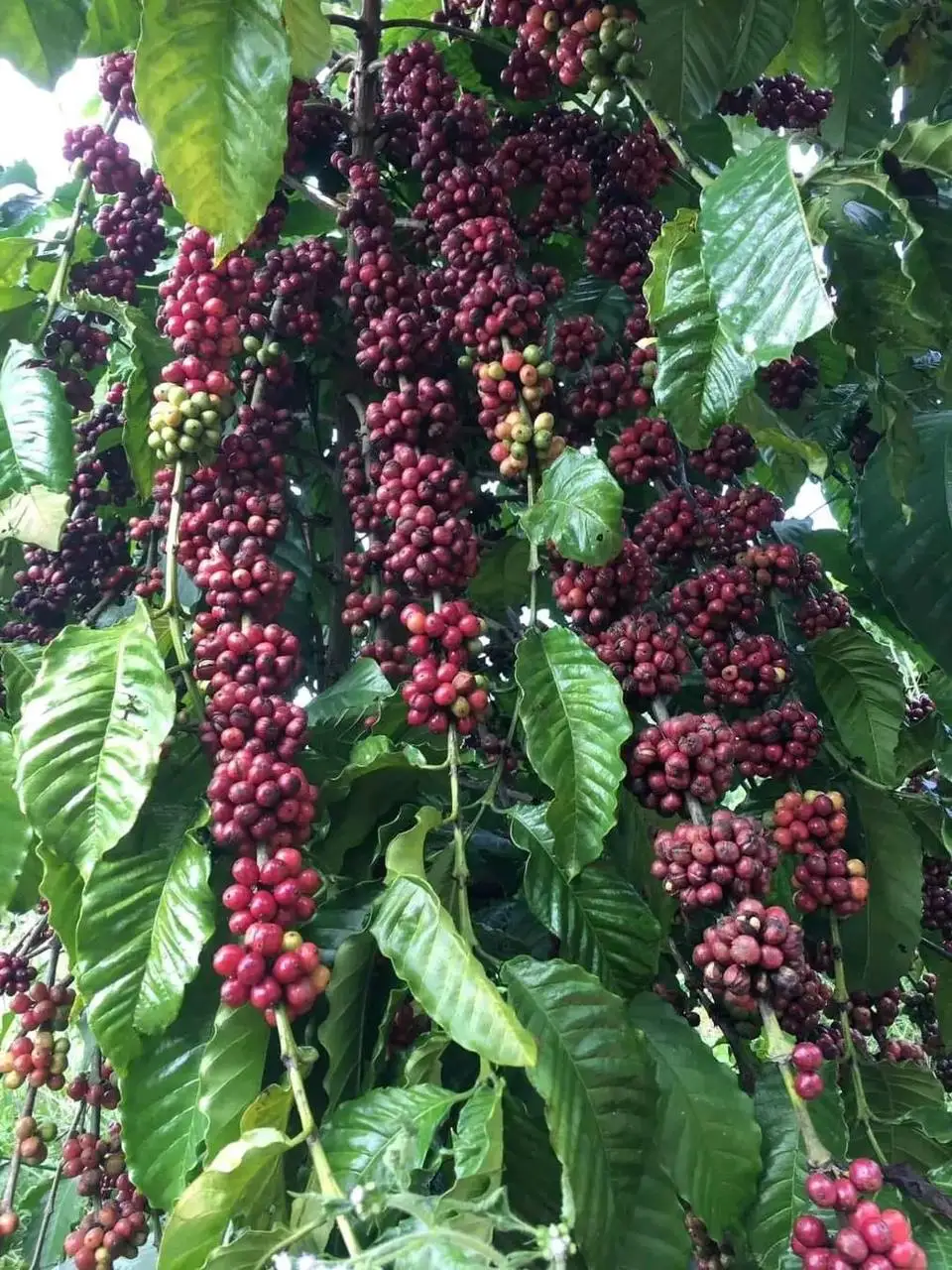 HANCOFFEE новые культуры Лучшая цена Арабика робуста зеленая фасоль необжаренная кофейная высокого качества