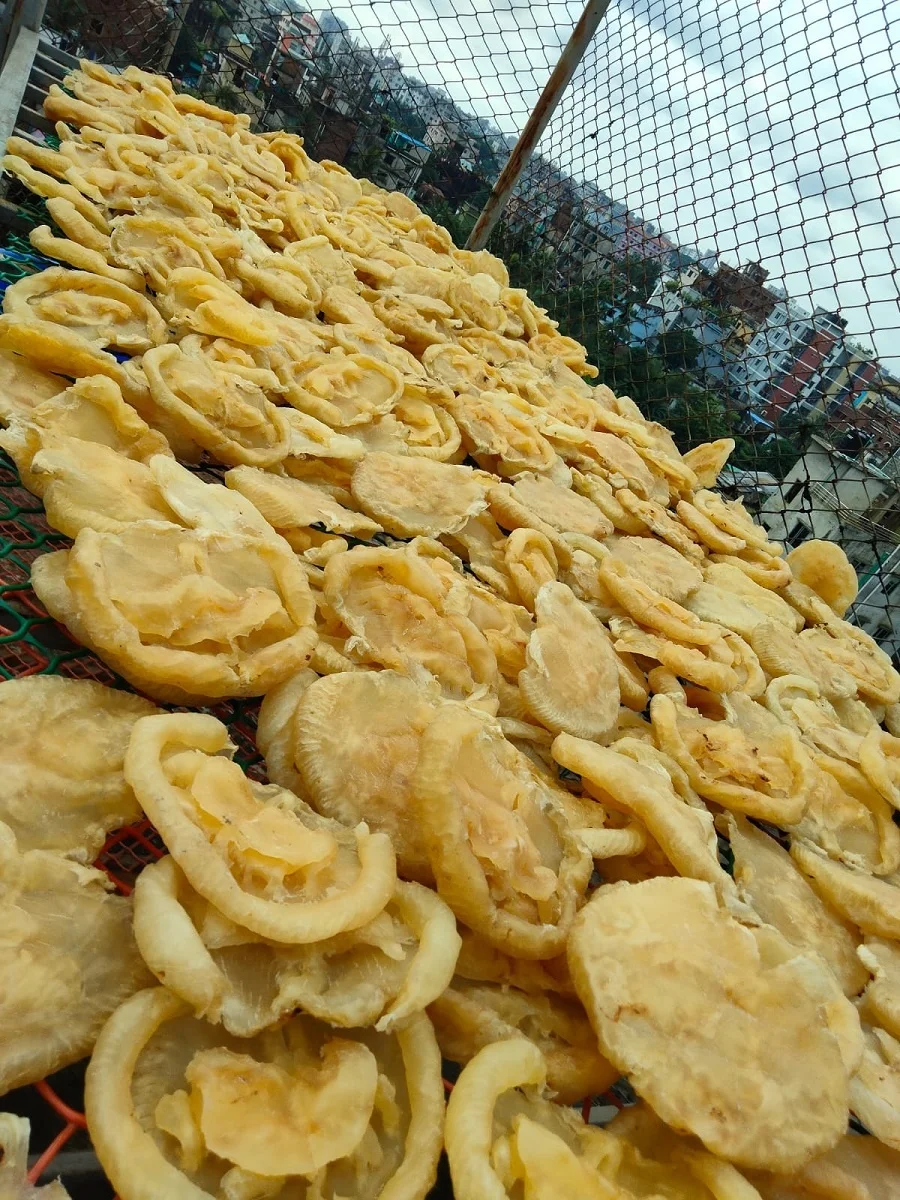 Premium Quality Cat Fish Maw Wholesale Organic Catfish Maw Big Size 50-250gm Dried Fish Maw in Bulk From Bangladesh