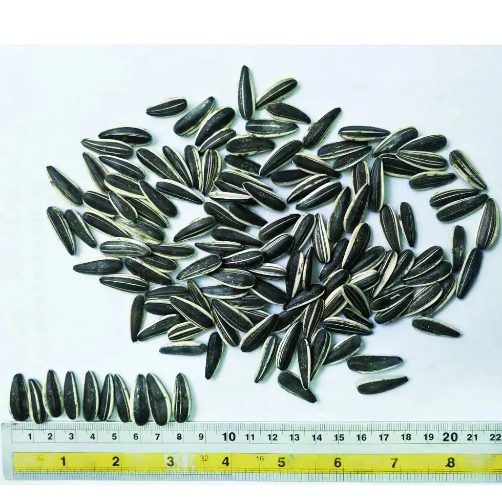 2023 Wholesale bulk biggest size Raw Sunflower Seeds Black White 361