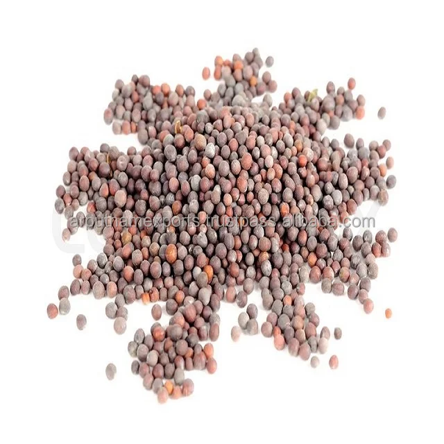 Индийский оптовый крупный экспортер сушеных высококачественных черных горчичных семян