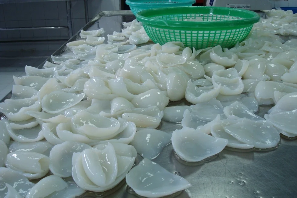 FROZEN CUTTLEFISH FILLET ROLL HIGH QUALITY INDIAN EXPORT