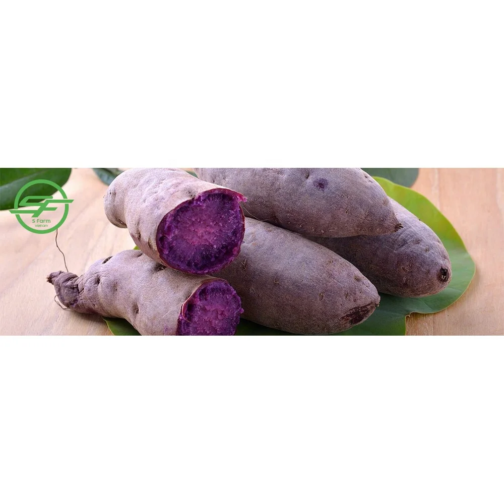 The best fresh and delicious purple sweet potato