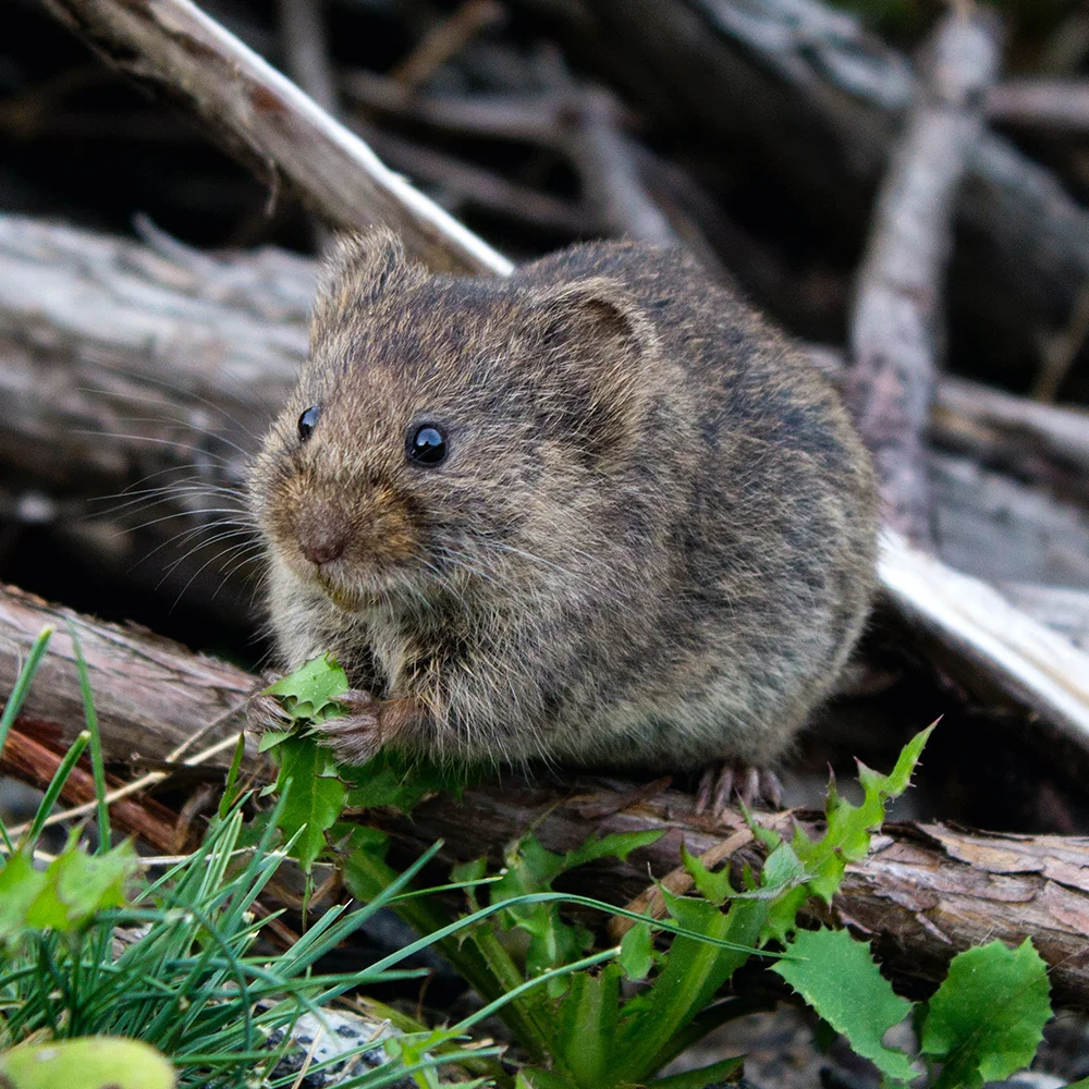 Экологически чистый нетоксичный мусорный бак для крыс твердый оцинкованный железный живой ловушка домашнего коммерческого использования убивает грызунов
