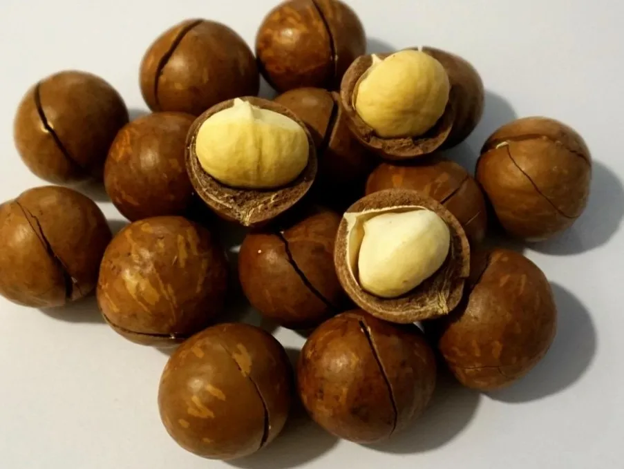 MACADAMIA NUTS VIETNAM GOOD for HEALTH / MACADAMIA NUTS FROM VIETNAM COMPETITIVE PRICE // Ms Laura