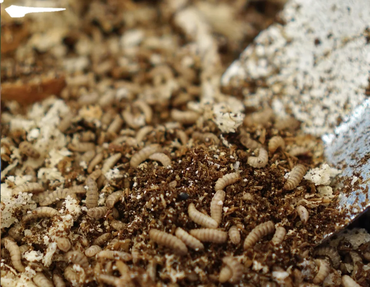 Highly Essential Minerals Contents Black Soldier Fly Dried Larvae for Optimal Pet Nourishment & Growth