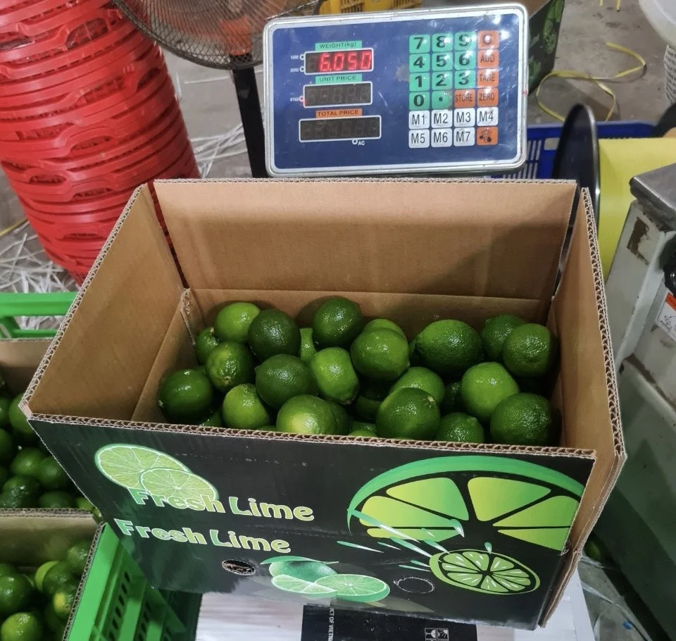 Wholesale Fresh Lime/Lemon Seedless In Viet Nam Sour Taste -- HP 0084 917 476 477