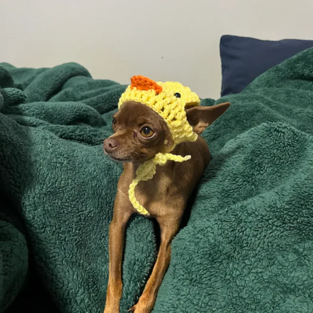 Pet Christmas Hat Cat Dog Cute Head Costume Dog Cartoon Hat  made in Viet Nam HOANG LINH SG Kimy +84938616690