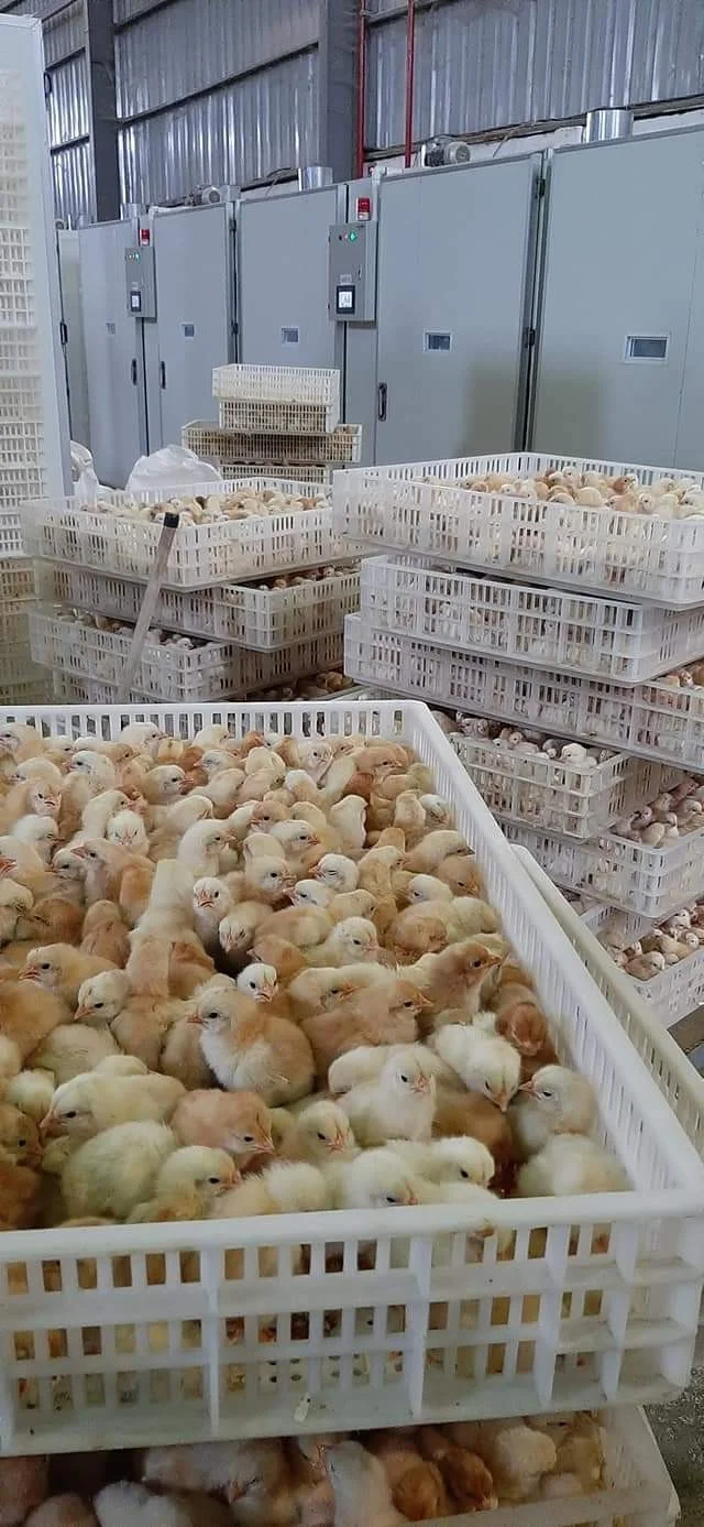 500 Eggs Hatching Machine Incubator Egg Tray New Vietnamese Manufacturer Best Quality Egg Incubator For Sale