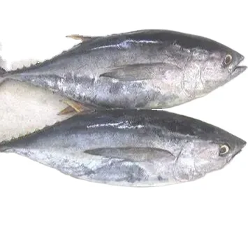 Китайский поставщик, новый морской замороженный желтый плавник тунца, 10 кг