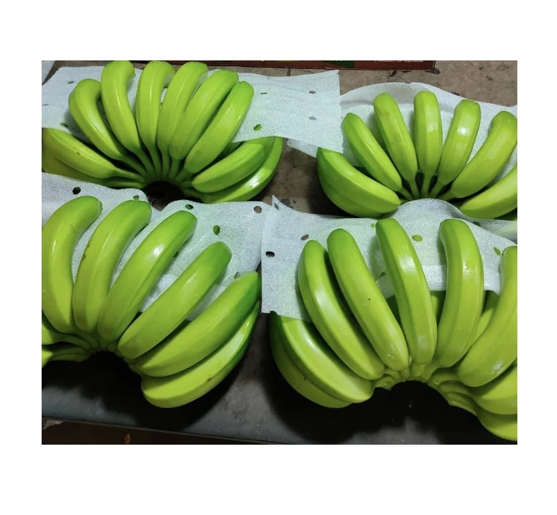 Vietnamese Green Cavendish Banana / Fresh bananas fruit vegetables/ Agriculture from Vietnam