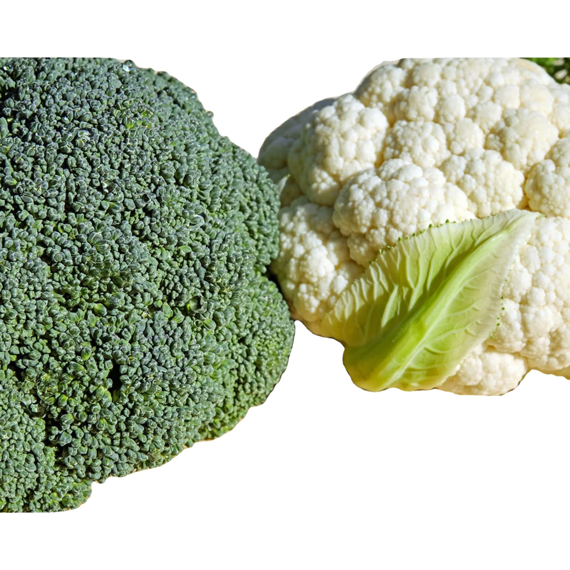 Cauliflower fresh vegetable export - Import