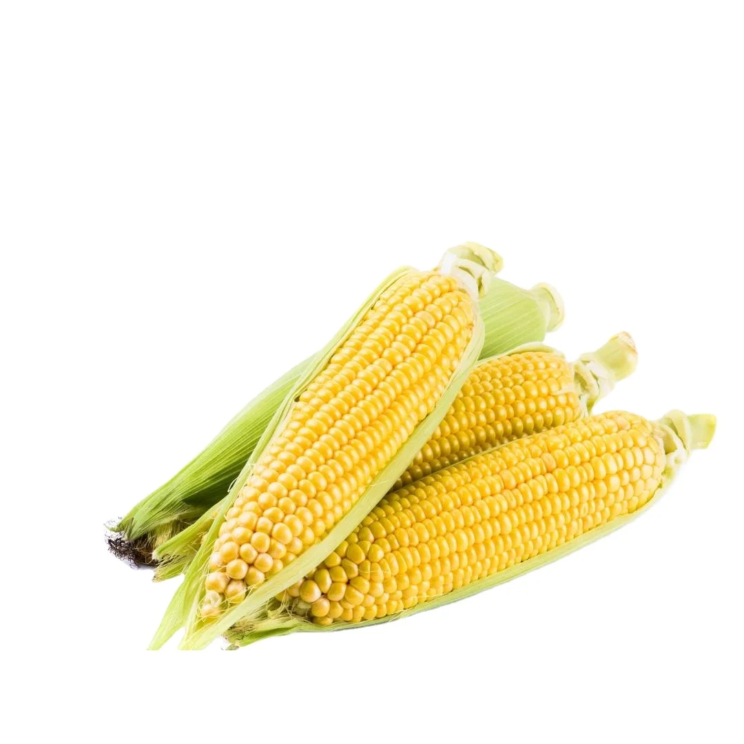 KANT sweetcorn sweet corn yellow purple fresh yellow maize wholesale AD Fresh Fresh corn freshcorn production of fresh yellow