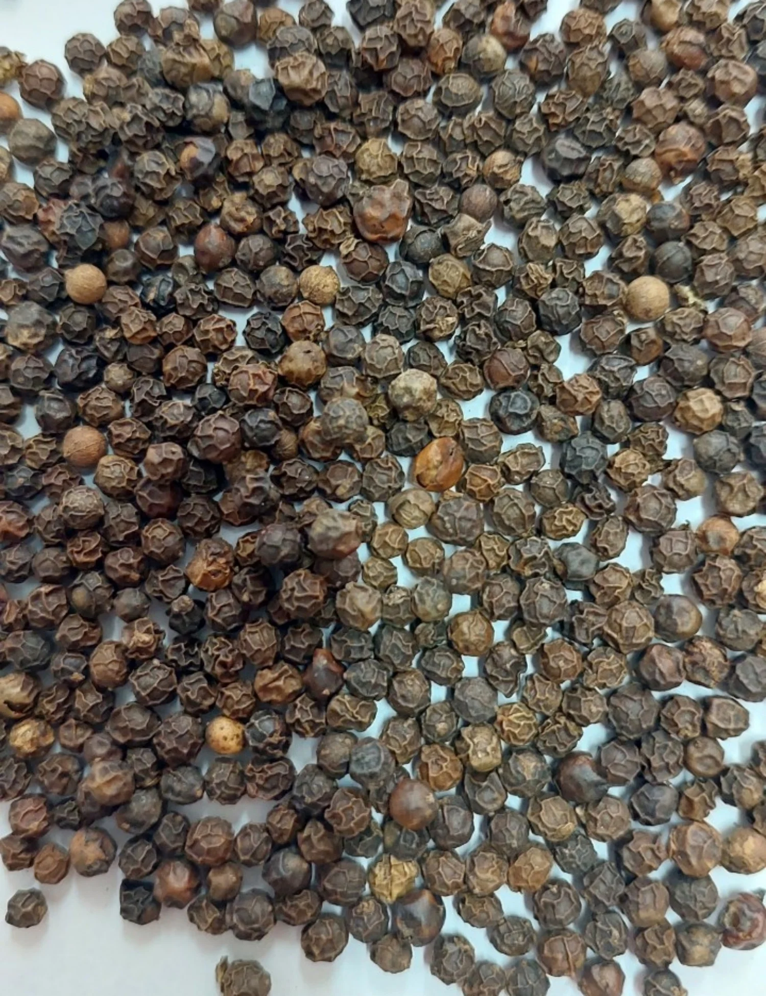 High Quality Vietnam Origin Black Pepper Clean 500GPL Excellent for Adding Flavor to Food Recipes Single Spices & Herbs
