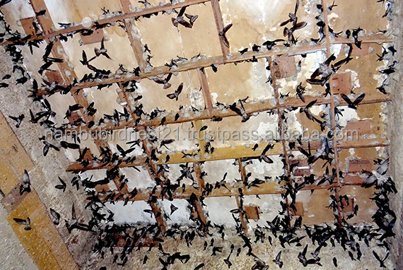 Птичье гнездо премиум-Производитель Оригинальная Оптовая цена-Птичье гнездо экспорт лучшее качество натуральное Птичье гнездо из Вьетнама