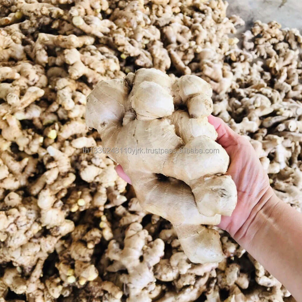 Best Export Quality Thailand Fresh Matured Gingers