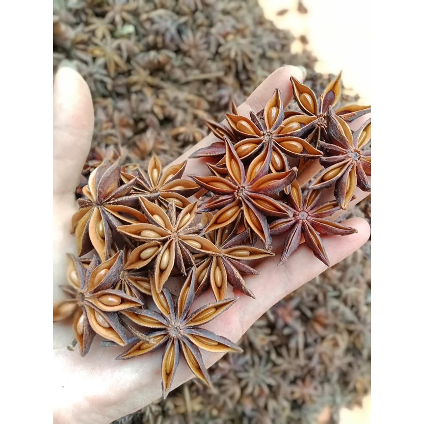Autumn Star Anise, Factory Wholesale Customized Spices Dried 2022  Star Anise Star Aniseeds  made in Vietnam