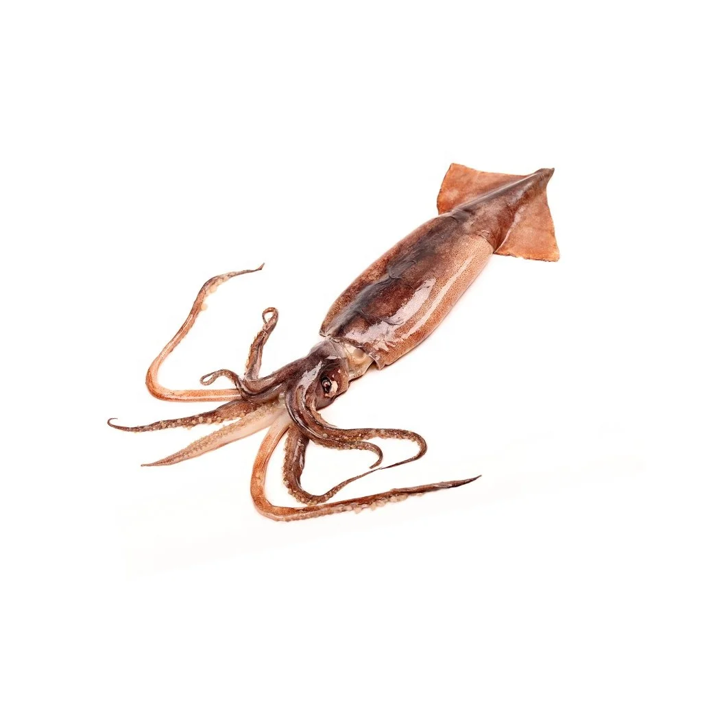 Frozen Illex Squid Wholesale Frozen Illex Squid/ Squid