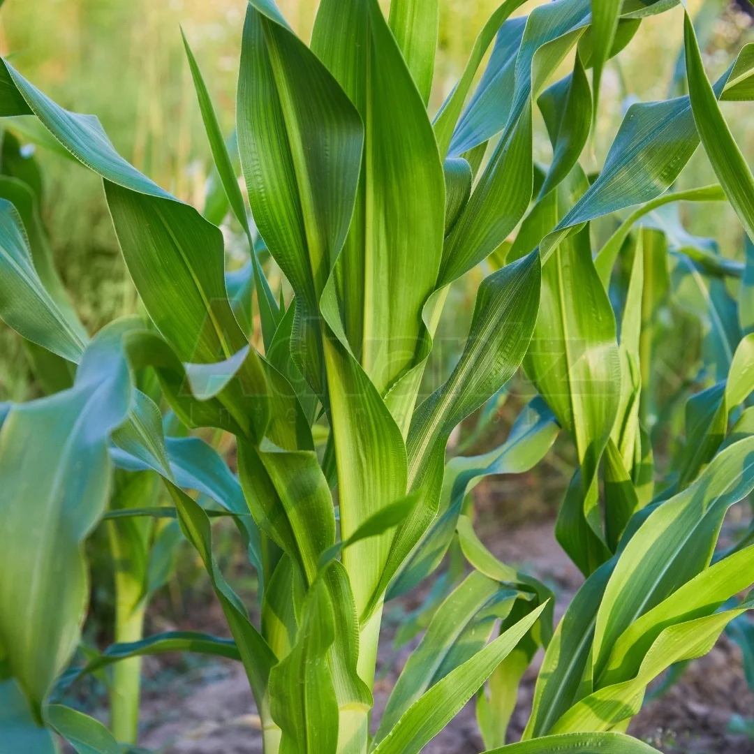 BoostaMAX 1 фолиевое удобрение для быстрого роста кукурузы