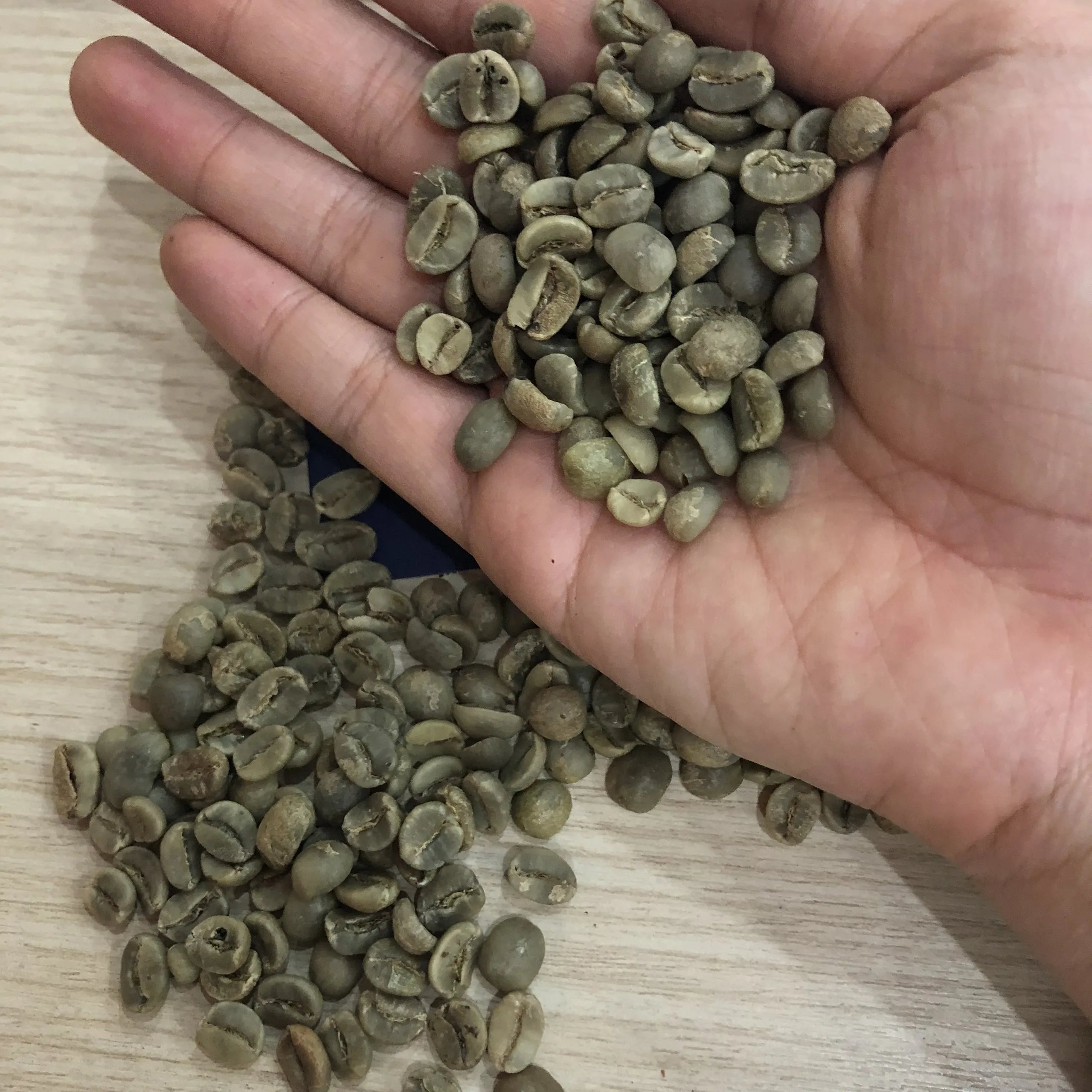 ROBUSTA и ARABICA зеленые кофейные зерна по лучшей цене от VIET NAM MS Emily + 84964660879