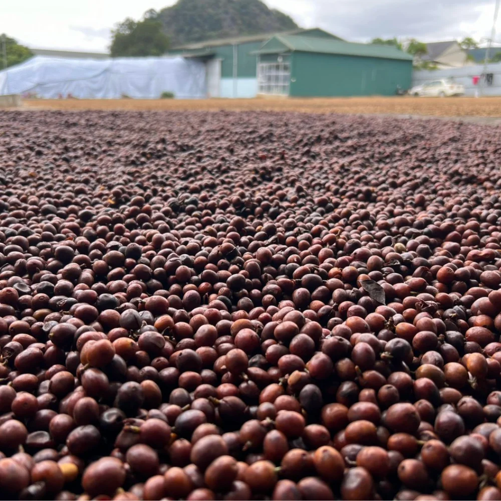 Высокое качество кофейные бобы Robusta полностью вымыть медовый процесс натуральный из Вьетнама низкий минимальный объем 2 кг готовые к отправке по конкурентоспособной цене