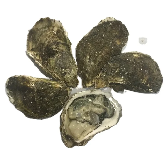 
Frozen Pacific Oyster Intestines High value and Quality Seafood from Vietnam 