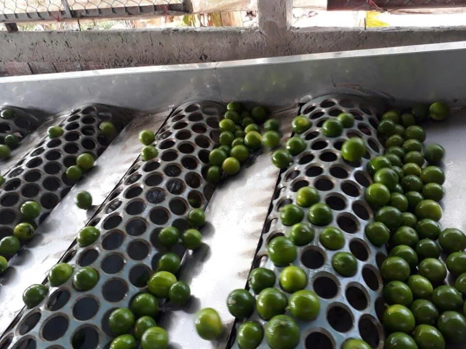 Wholese High Quality New Harvest FRESH SEEDLESS LIME LEMON From Viet Nam