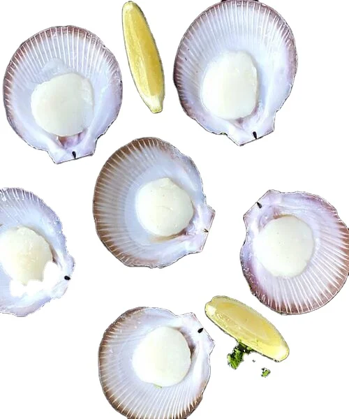 Best Dried and Frozen Scallop Different Sizes for Your Choice for Sale