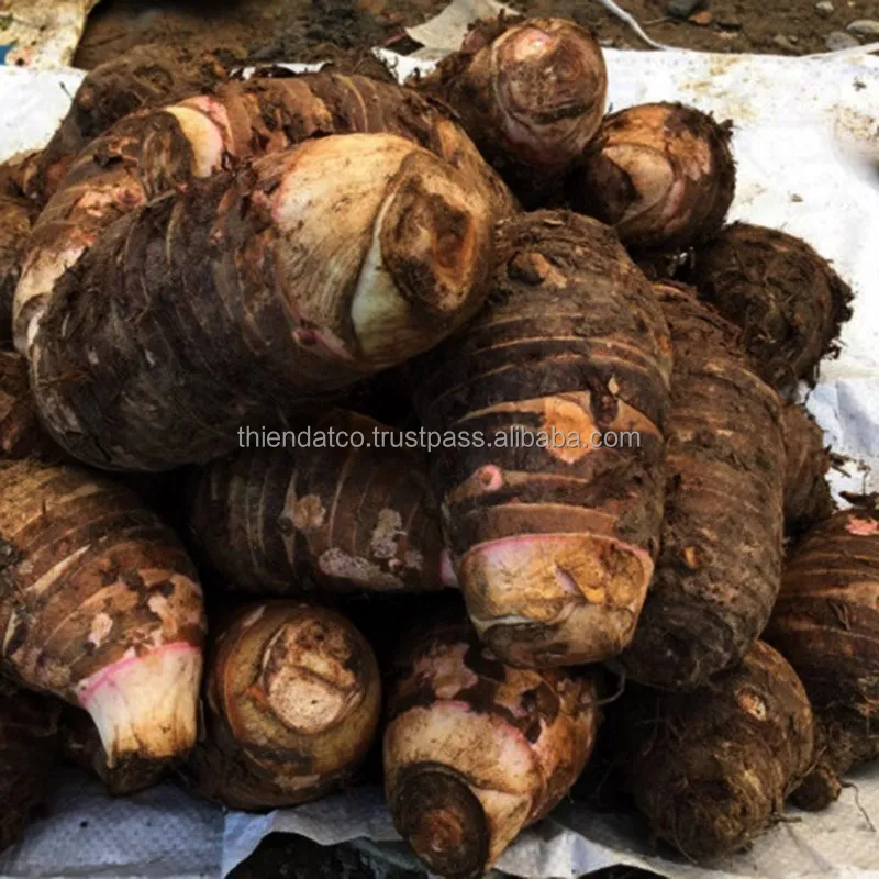 Высококачественный вьетнамский свежий корень Таро по лучшей цене