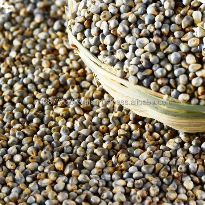 Green Millet for Animal feed Available for sale